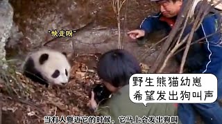 🐼｜当潘教授们靠近野生熊猫幼崽时，希望非常凶，不断的发出狗叫来吓他们｜Panda大熊猫