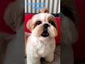 My shihtzu dog daizy##viral##trending##its_wonderful vlogger...