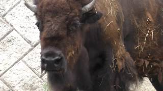 アメリカバイソン の『モモ』 (日本平動物園) 2018年8月5日