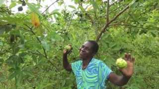 Fruitful Office Planting Fruit Trees in Africa - Tree Clubs