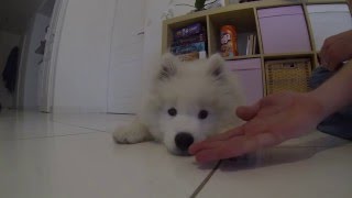 Cutest samoyed puppy learns to shake hands