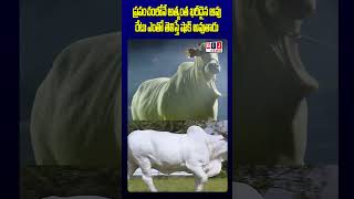 వేలంలో రూ. 40 కోట్లు ప‌లికిన నెల్లూరు ఆవు....