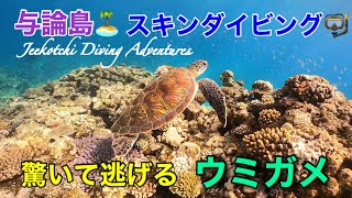 与論島🏝️スキンダイビング🤿驚いて逃げるウミガメ🪸😆👍2022年7月