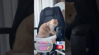 超スピード感のある猫のバンド～ふみふみ★초고속으로 밴드치는 고양이 꾹꾹이★聖和在踩奶★Seiwa is busy★#shorts #YouTube ＃ショート