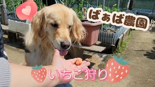 いちご狩りを楽しむゴールデンレトリバー🐶ロキ♂︎