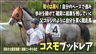 【ゴールドシップ産駒】確実な勝利を掴み取れ！自分を貫きながら、想いを繋いでいく競走馬【コスモブッドレア】