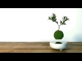 10 hours floating zen bonsai video u0026 audio crickets 1080hd slowtv