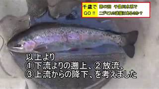 千歳でGO!! 第47回　 千歳川水系でニジマスの逆襲はあるのか？O. mykiss  strikes  back?