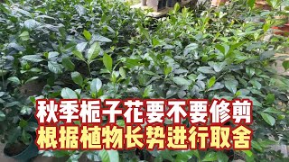 栀子花秋季要不要修剪，影不影响明年开花？