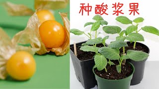 种酸浆/姑娘果/灯笼果, 育苗育种, 移栽时间, 身边的种子十 How to grow tomatillo/ground cherry from seeds?