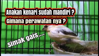 Perawatan Anakan KENARI umur 1 BULAN yang sudah MANDIRI