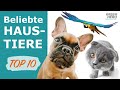 Die beliebtesten Haustiere | Die TOP 10 in Deutschland