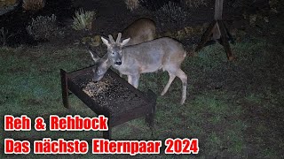 Rehbock und Reh - Die nächsten Eltern stellen sich vor