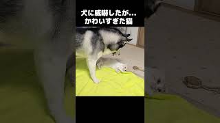 犬に威嚇した子猫だったが全然怖くなかった #猫 #shorts