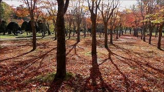 2019.10.28 一面紅葉のじゅうたん　紅葉終りの函館笹流ダム公園