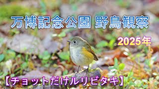 2025/1/3 万博記念公園 野鳥観察 【チョットだけルリビタキ】