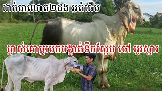 បង្កាត់បាថ្មី ចៅ អូរស្ការ ជាមួយមេគោទន្លេ