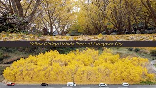 Yellow Ginkgo Uchida Trees of Kikugawa City