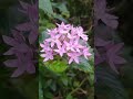 വർണ്ണവസന്തം വരവായീ ❤️pentas flowers pentas nature garden easygardening trending shorts short