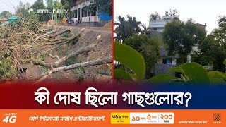 অভিজাত বাড়ি দেখাতে রাস্তার গাছ কেটে বিএনপি নেতার একি কাণ্ড! | Bogura Tree Cut | Jamuna TV