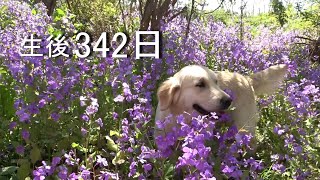 アイン村  チロの子生後342日目 アイン村6子でお散歩 2019.4.2 （GoldenRetriever）