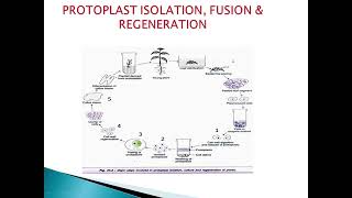 SJCTNC-Dr.K.SHAGIRTHA-19BC612-BIOTECH.\u0026GENETIC ENG.-UNIT 3- PROTOPLAST ISOLATION,FUSION$REGENERATION