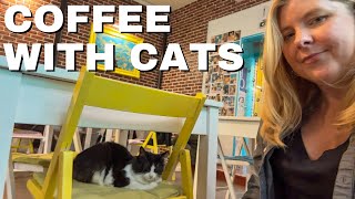 Visiting a Cat Cafe in Athens, Greece