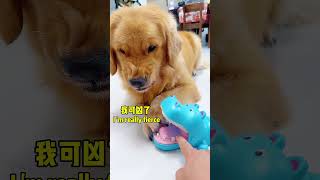 木星：你看我凶吗😂Do you think I'm fierce? #goldenretriever #pets #funny