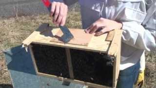 Installing a Honeybee Package with Megan