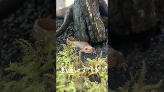 野山のアイドル トウキョウサンショウウオ　vol.1