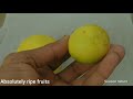 two varieties of lemon grow u0026 care perennial lime or kagzi lemon