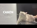 CAT PIANO cover (Canon in D) | GracePianoDiary