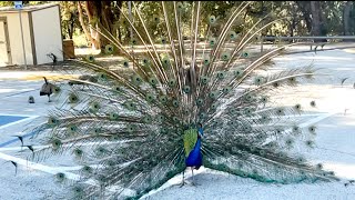 THE PEACOCKS AT DUNNEL NATURE PARK #birds #peacock #wildlife #wildlife