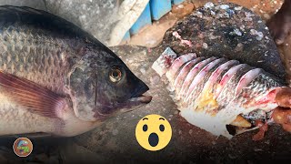 Fresh Huge Tilapia fastest slicing 😲 | River fishing Sri Lanka