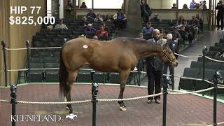 Hip 77, Prank sells for $1.6 million at 2024 Keeneland January