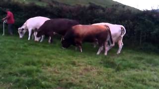 Parthenaise bulls with charolais, belgium blue and simmental cross cows on a farm in Co.  Kerry