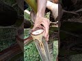 34 quality drinks coconut toddy making process coconuttoddy coconutwine tuba nativewine