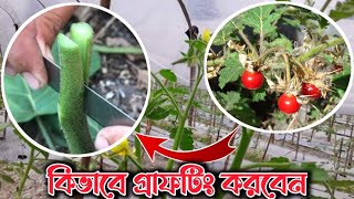 ৯মাস পর্যন্ত ফলন দেয়,গ্রাফটিং এর ফলে | তিত বেগুন | বন বেগুন | বারি ৪ এবং বারি ৮ টমেটোর অধিক ফলন 🍅