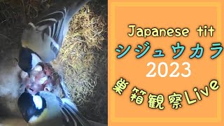 #シジュウカラ 巣箱営巣ライブ 2023/05/4【巣作り開始から37日目】