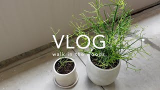 ｜ VLOG 006｜観葉植物（ミルクブッシュ）のお手入れ