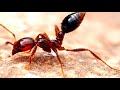 top 5 most dangerous ant spices सबसे खतरनाक चींटियों की प्रजाति facts