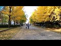 hokkaido x sapporo najajima park autumn 北海道x 札幌 中島公園 紅葉秋季