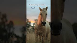 Audios for equine editors.🌻Part.5.🌻 (long one) #horses #beauty #audio #edit