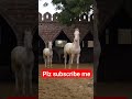 viral shorts subscribe horse horselover shonkisardar jattlife nukra ghoda viral viral