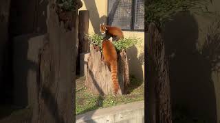 旭山動物園　可愛いシセンレッサーパンダ / Lesser Panda in Asahiyama Zoo.