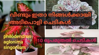 കുറഞ്ഞവിലയിൽ നിങ്ങൾ ഇഷ്ടപെടുന്ന ഒരുപാടു ചെടികൾ 😊👍#trending #viral #subscribe #youtubevideo