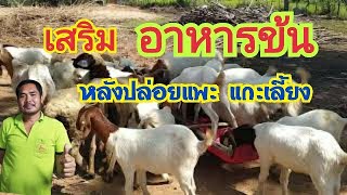 เสริมอาหารข้น(ให้แพะแกะ) | หลังจากปล่อยเลี้ยงไล่ทุ่ง  by ชีลองฟาร์ม