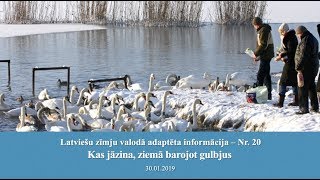 Videoziņas Nr.20 “Kas jāzina, ziemā barojot gulbjus”