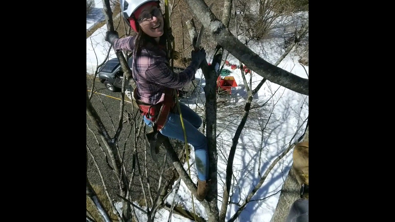 Arborist In Training Youtube