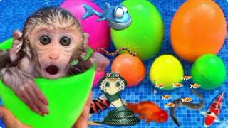 Monkey Baby Bon Bon opens rainbow surprise eggs at the pool and eats chocolate ice cream with puppy#